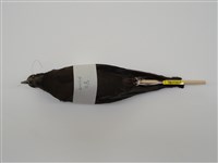 藏品(穴鳥)的圖片